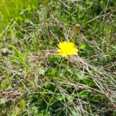 Hypochaeris radicata (Cat's Ear, Flatweed) at Isaacs Ridge and Nearby - 17 Oct 2023 by Mike