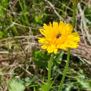 Lasioglossum (Chilalictus) lanarium at Jerrabomberra, ACT - 17 Oct 2023