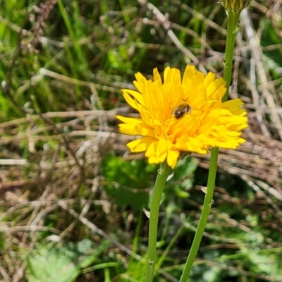 Lasioglossum (Chilalictus) lanarium (Halictid bee) at Isaacs Ridge and Nearby - 17 Oct 2023 by Mike