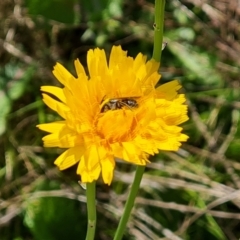 Lasioglossum (Chilalictus) lanarium at Jerrabomberra, ACT - 17 Oct 2023 03:11 PM