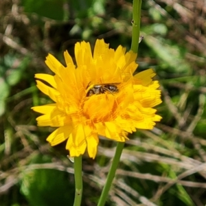 Lasioglossum (Chilalictus) lanarium at Jerrabomberra, ACT - 17 Oct 2023