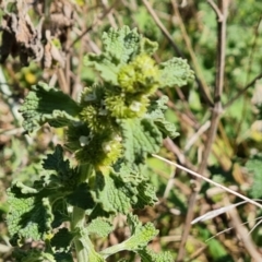 Marrubium vulgare (Horehound) at Isaacs Ridge and Nearby - 17 Oct 2023 by Mike