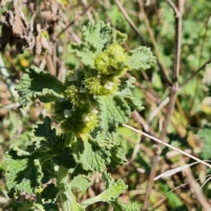 Marrubium vulgare at Jerrabomberra, ACT - 17 Oct 2023