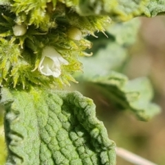 Marrubium vulgare at Jerrabomberra, ACT - 17 Oct 2023