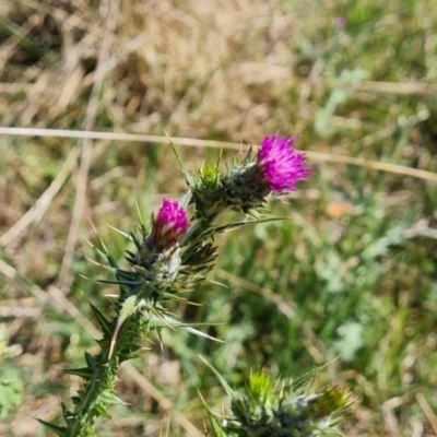 Carduus pycnocephalus (Slender Thistle) at Isaacs Ridge - 17 Oct 2023 by Mike