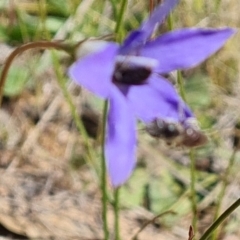 Lasioglossum (Chilalictus) sp. (genus & subgenus) at Jerrabomberra, ACT - 17 Oct 2023 by Mike