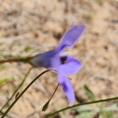 Wahlenbergia capillaris (Tufted Bluebell) at Isaacs Ridge and Nearby - 17 Oct 2023 by Mike