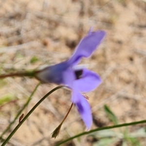 Wahlenbergia capillaris at Jerrabomberra, ACT - 17 Oct 2023 03:04 PM