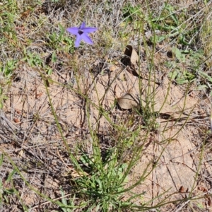 Wahlenbergia capillaris at Jerrabomberra, ACT - 17 Oct 2023 03:04 PM