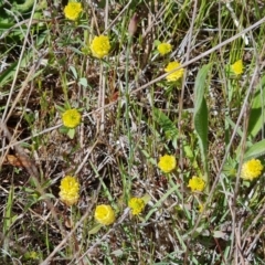 Trifolium campestre (Hop Clover) at Jerrabomberra, ACT - 17 Oct 2023 by Mike