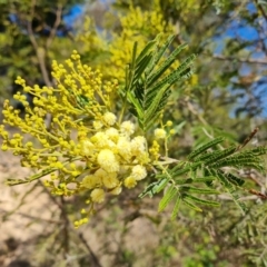 Acacia mearnsii (Black Wattle) at Isaacs Ridge and Nearby - 17 Oct 2023 by Mike