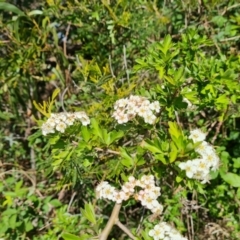 Crataegus monogyna (Hawthorn) at Isaacs Ridge and Nearby - 17 Oct 2023 by Mike