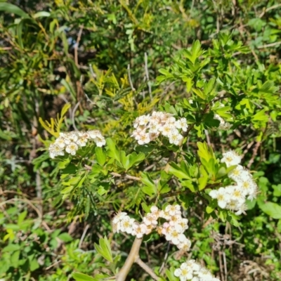 Crataegus monogyna (Hawthorn) at Isaacs Ridge and Nearby - 17 Oct 2023 by Mike