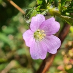 Geranium solanderi var. solanderi (Native Geranium) at Jerrabomberra, ACT - 17 Oct 2023 by Mike