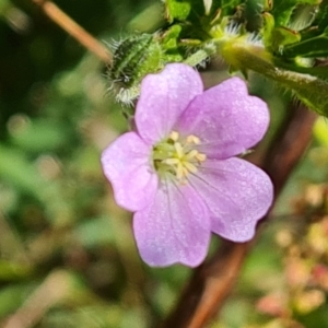 Geranium solanderi var. solanderi at Jerrabomberra, ACT - 17 Oct 2023 02:58 PM