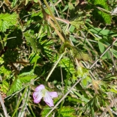 Geranium solanderi var. solanderi at Jerrabomberra, ACT - 17 Oct 2023 02:58 PM