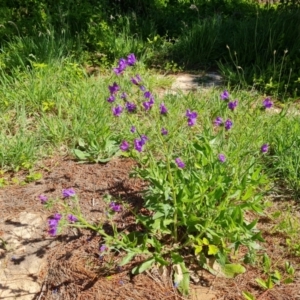 Echium plantagineum at Jerrabomberra, ACT - 17 Oct 2023 02:55 PM