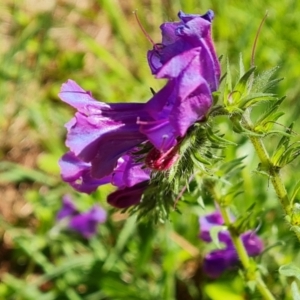 Echium plantagineum at Jerrabomberra, ACT - 17 Oct 2023 02:55 PM