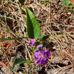 Hardenbergia violacea (False Sarsaparilla) at Isaacs Ridge and Nearby - 17 Oct 2023 by Mike