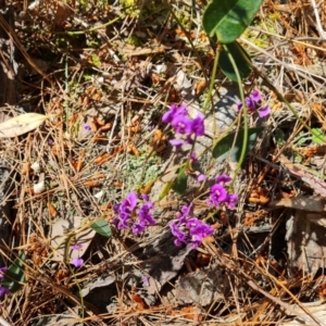 Hardenbergia violacea at Isaacs, ACT - 17 Oct 2023