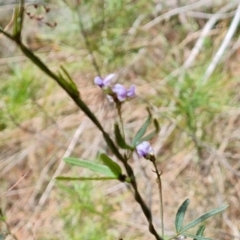 Glycine clandestina (Twining Glycine) at Isaacs Ridge and Nearby - 17 Oct 2023 by Mike
