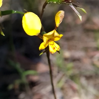 Diuris nigromontana (Black Mountain Leopard Orchid) at Point 479 - 17 Oct 2023 by WalkYonder