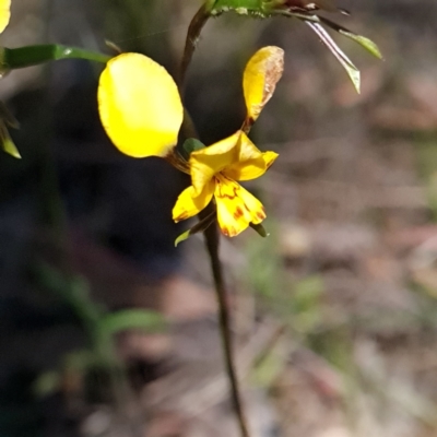 Diuris nigromontana (Black Mountain Leopard Orchid) at Gossan Hill - 17 Oct 2023 by WalkYonder