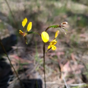 Diuris nigromontana at Bruce, ACT - 17 Oct 2023