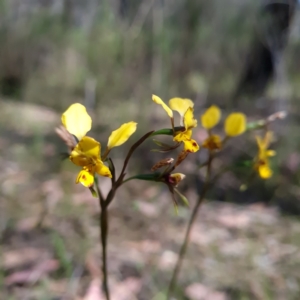 Diuris nigromontana at Bruce, ACT - 17 Oct 2023