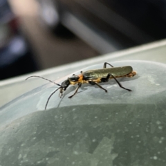 Chauliognathus lugubris (Plague Soldier Beetle) at Russell, ACT - 16 Oct 2023 by Hejor1