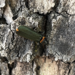 Chauliognathus lugubris at Russell, ACT - 16 Oct 2023 04:02 PM