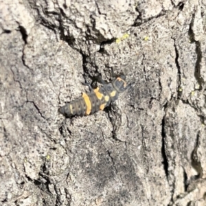 Coccinella transversalis at Russell, ACT - 16 Oct 2023 03:58 PM