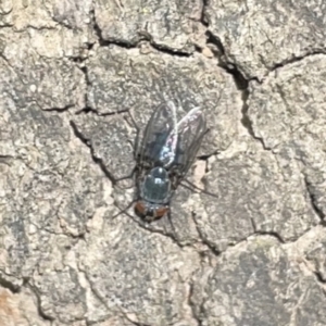 Calliphoridae (family) at Russell, ACT - 16 Oct 2023 04:00 PM