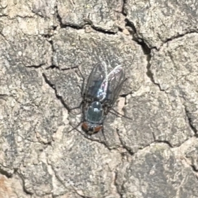 Calliphoridae (family) (Unidentified blowfly) at Russell, ACT - 16 Oct 2023 by Hejor1