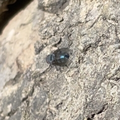 Calliphoridae (family) at Russell, ACT - 16 Oct 2023