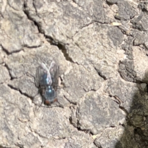 Calliphoridae (family) at Russell, ACT - 16 Oct 2023 04:00 PM