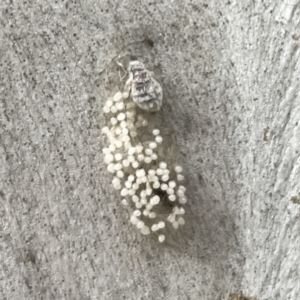 Anestia (genus) at Russell, ACT - 16 Oct 2023 04:09 PM