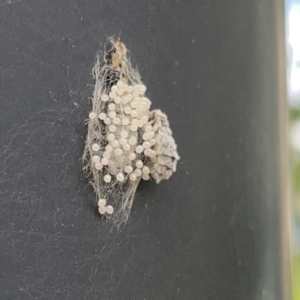 Anestia (genus) at Russell, ACT - 16 Oct 2023 04:09 PM