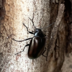 Chalcopteroides cupripennis (Rainbow darkling beetle) at Russell, ACT - 16 Oct 2023 by Hejor1