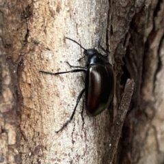 Chalcopteroides cupripennis at Russell, ACT - 16 Oct 2023