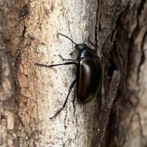 Chalcopteroides cupripennis at Russell, ACT - 16 Oct 2023