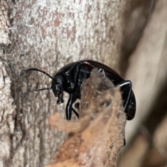 Chalcopteroides cupripennis at Russell, ACT - 16 Oct 2023