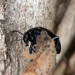 Chalcopteroides cupripennis at Russell, ACT - 16 Oct 2023