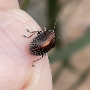 Edusella sp. (genus) at Russell, ACT - 16 Oct 2023