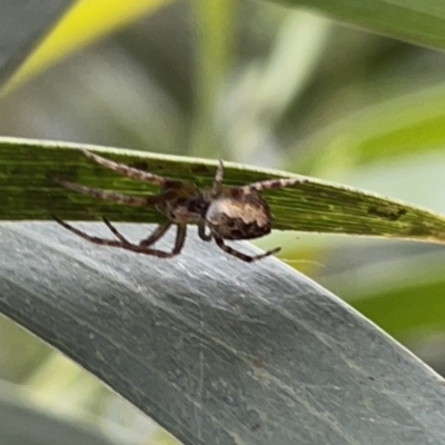 Salsa fuliginata (Sooty Orb-weaver) at Russell, ACT - 16 Oct 2023 by Hejor1