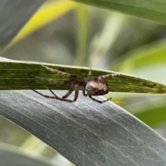 Salsa fuliginata at Russell, ACT - 16 Oct 2023 04:22 PM