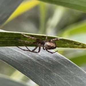 Salsa fuliginata at Russell, ACT - 16 Oct 2023 04:22 PM