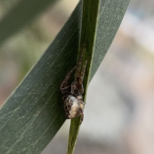 Salsa fuliginata at Russell, ACT - 16 Oct 2023 04:22 PM