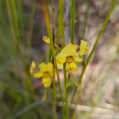 Diuris nigromontana (Black Mountain Leopard Orchid) at Gossan Hill - 17 Oct 2023 by WalkYonder