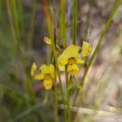 Diuris nigromontana (Black Mountain Leopard Orchid) at Bruce, ACT - 17 Oct 2023 by WalkYonder
